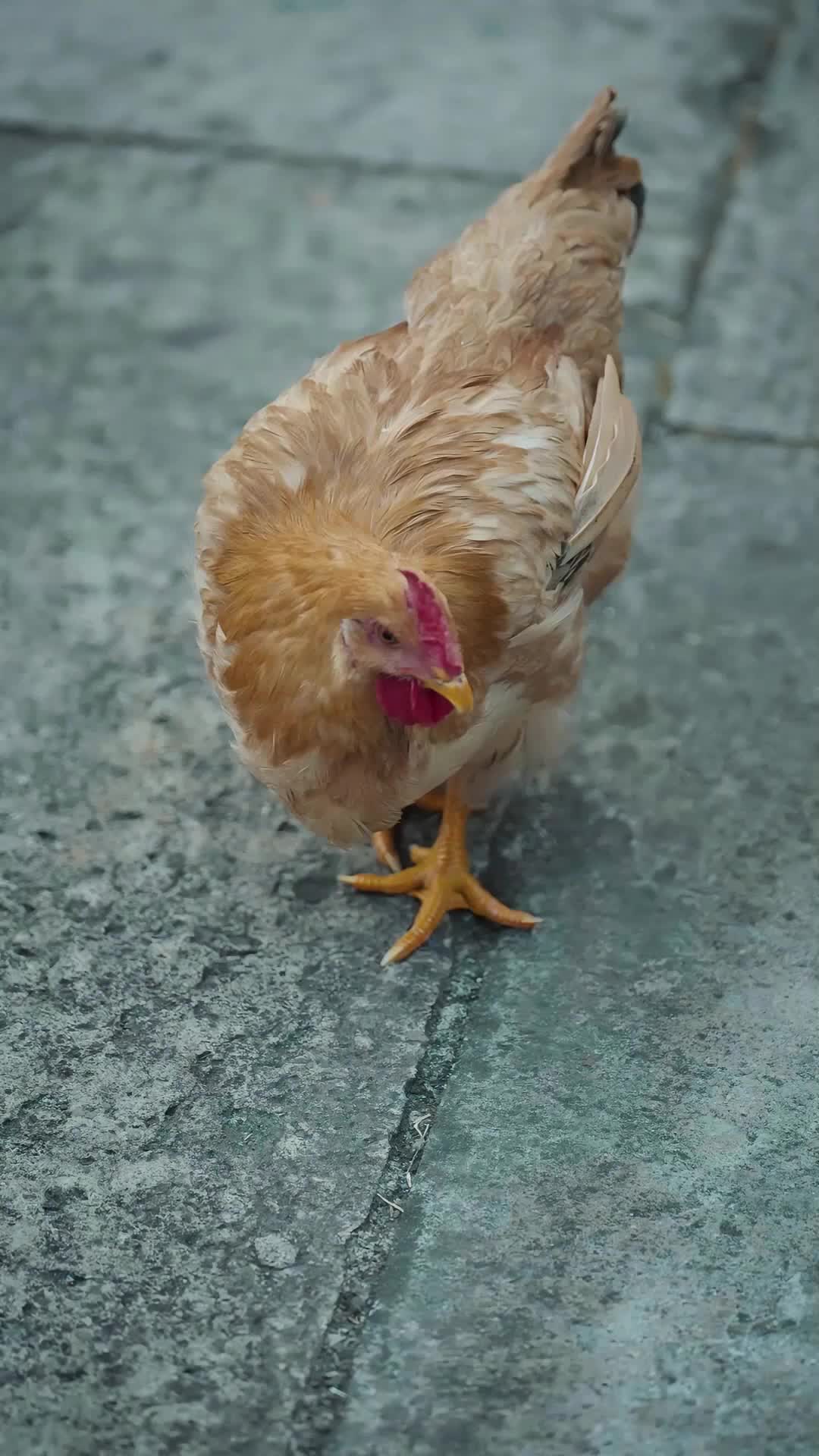 43화 - 저 없으면 마을이 망해요, 다녀올게요