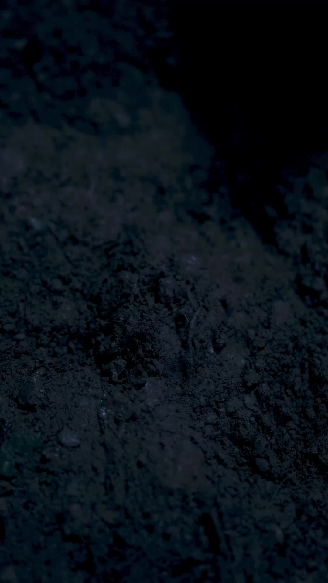 Episodio 5 - Historia de la fea